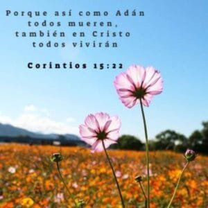 Salmos De Consuelo Encuentra Paz Tras La Pérdida De Un Ser Querido